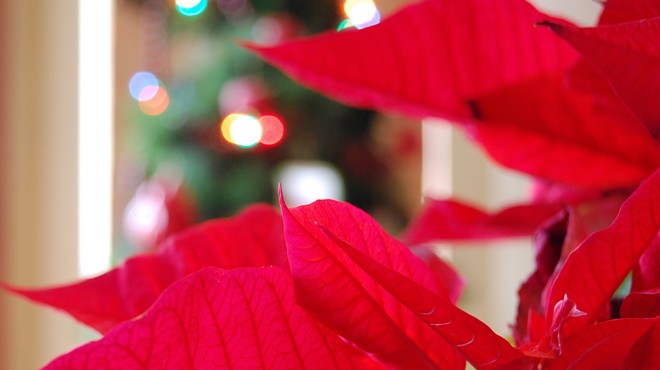 Close up image of a poinsettia with Christmas lights in the background.