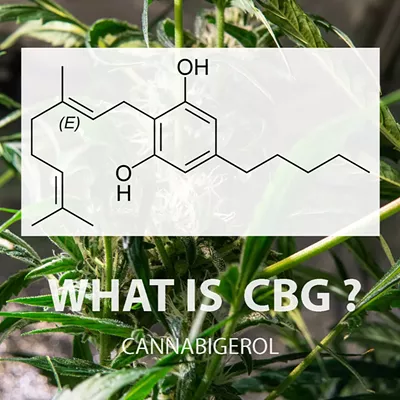 Exploring Cannabigerol (CBG): The Mother of All Cannabinoids