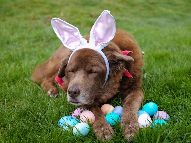 Dogs can get in on the Easter egg hunt fun this spring.