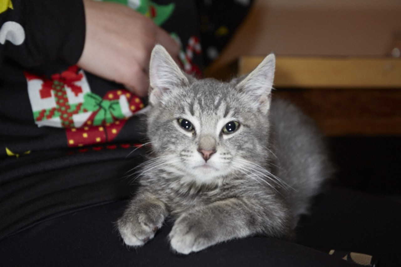 Christmas Kittens at Tenth Life's Kitty Cafe