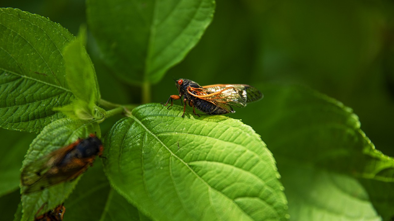 Cicadas sit atop of the leaves on a hydrangea plant on Thursday, May 9, 2024, in Chesterfield.