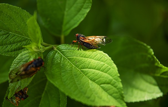 Cicadas sit atop of the leaves on a hydrangea plant on Thursday, May 9, 2024, in Chesterfield.