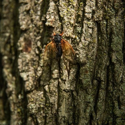 A cicada sheds its shell while clinging to a tree on Thursday, May 9, 2024, in Chesterfield. Fowler-Finn says it is unclear why they spend 13 years underground, though there are two leading hypotheses. “The combination of the long life periodicity and synchronization can arise from glacial cycles or avoidance to predators,” Fowler-Finn says. “But there is no real good answer at this point.” 