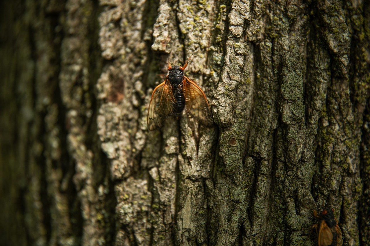 A cicada sheds its shell while clinging to a tree on Thursday, May 9, 2024, in Chesterfield. Fowler-Finn says it is unclear why they spend 13 years underground, though there are two leading hypotheses. 
“The combination of the long life periodicity and synchronization can arise from glacial cycles or avoidance to predators,” Fowler-Finn says. “But there is no real good answer at this point.” 