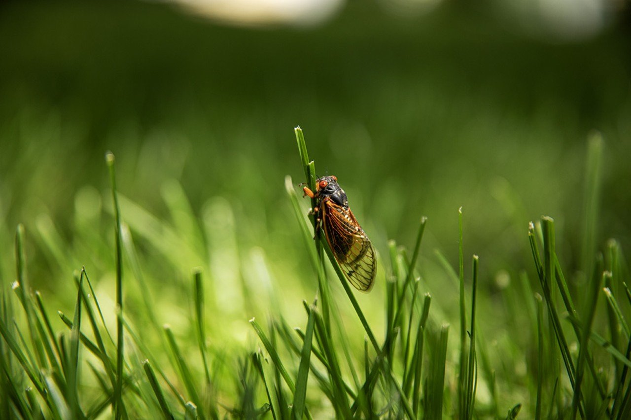 Don't worry about finding cicadas. Give it just a bit of time, and they'll find you.