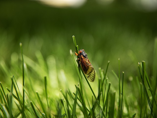 A cicada balances on a blade of grass.