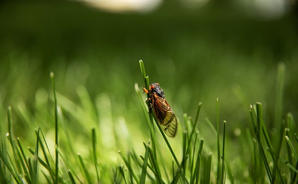 A cicada balances on a blade of grass.