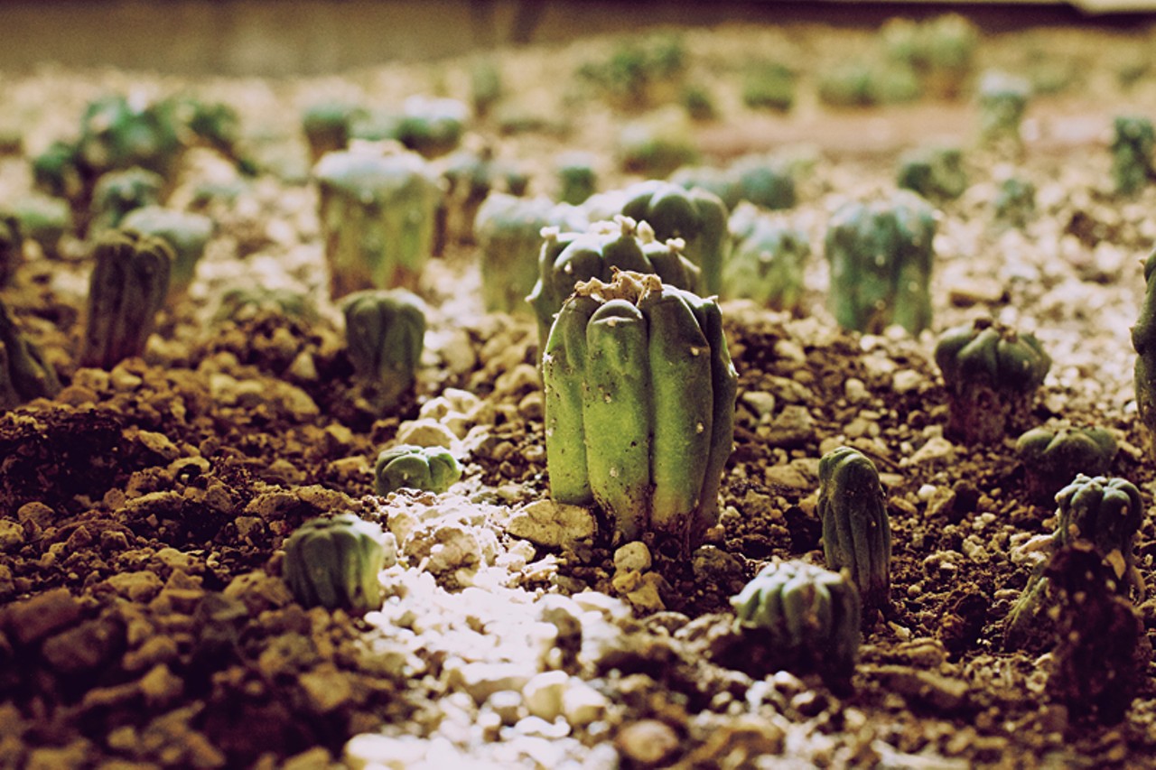 Peyote takes years to grow and is considered an endangered plant by some.