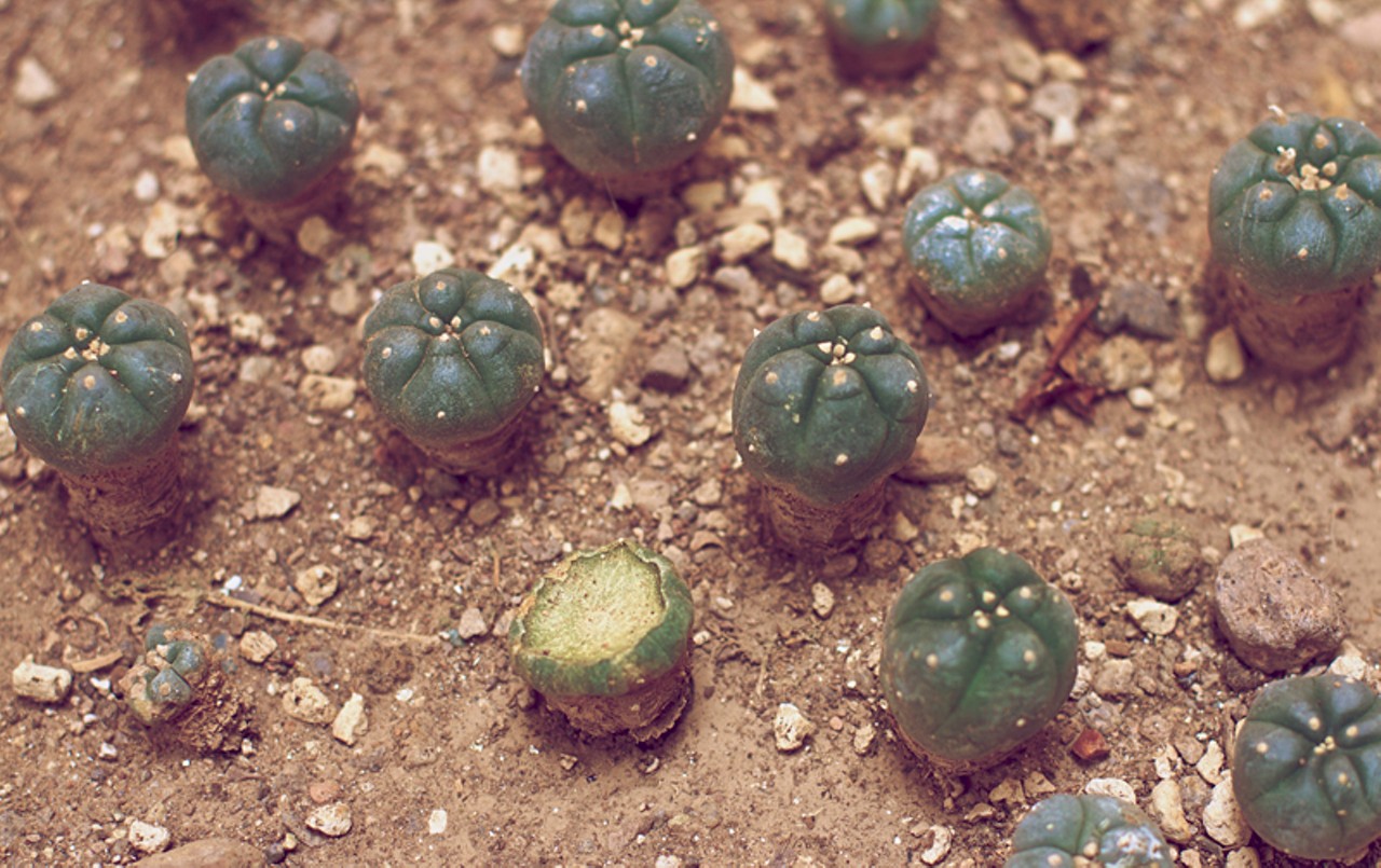 Peyote takes years to grow and is considered an endangered plant by some.