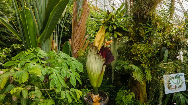 Luna, the corpse flower, is getting ready to bloom in the next two weeks in the Missouri Botanical Garden climatron.