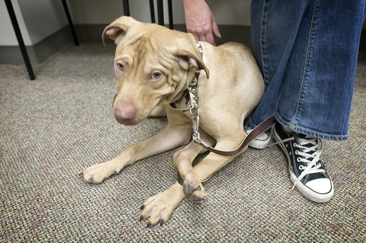 Carlos was one of six dogs at the Humane Society of Missouri this week at a press conference regarding a July 8 dog-fighting raid, which resulted in the rescue of over 500 dogs. Federal agents made 26 arrests and dogs were rescued in 8 states.