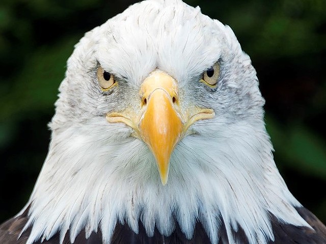 Drink With a Real-Ass Bald Eagle at Earthbound Beer This Month