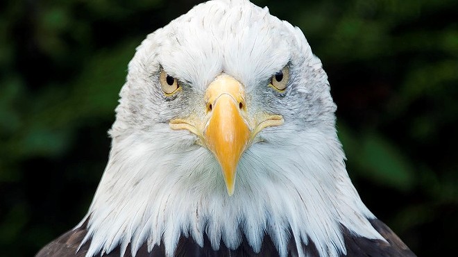 Drink With a Real-Ass Bald Eagle at Earthbound Beer This Month