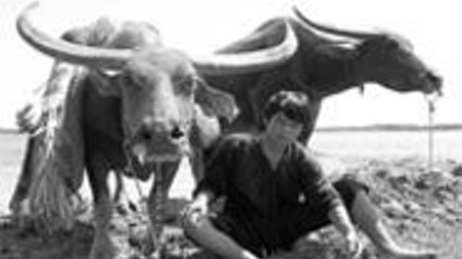 Buffalo Boy: Apocalypse Now, with buffalo.