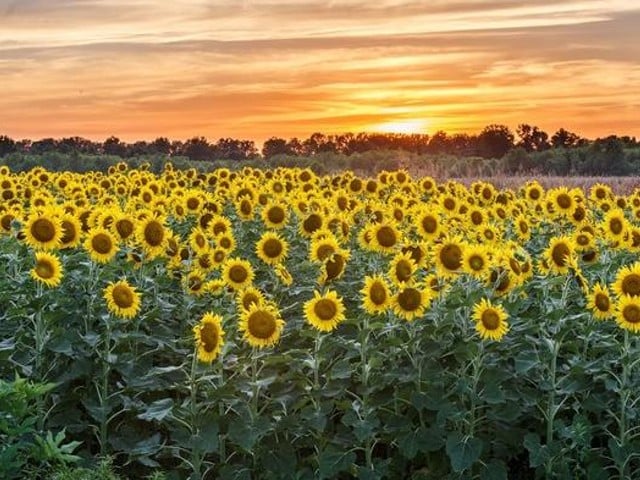 Fire Up Your Instagram, St. Louis, It’s Sunflower Season Again