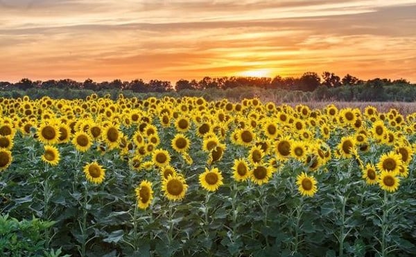 Fire Up Your Instagram, St. Louis, It’s Sunflower Season Again