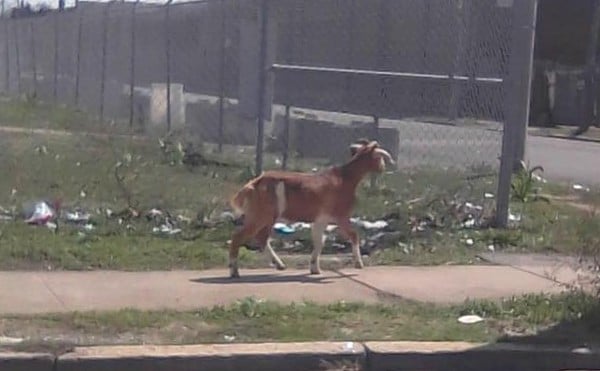Goat Spotted Waiting for the Bus on Vandeventer