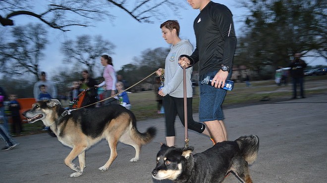 Dogs and their humans go for a run.