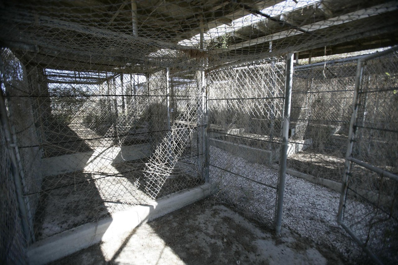 Until the more modern Camp Delta was finished in April 2002, suspects lived in open-air cages at Camp X-Ray, where giant banana rats ran free.
