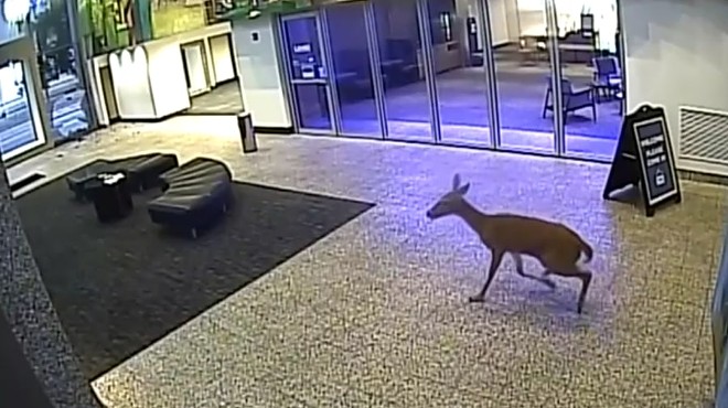 Hapless Deer Attempts St. Louis Bank Heist, Fails Miserably