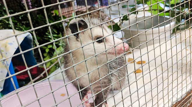 A young opossum at the Missouri Wildlife Rescue Center in 2019.