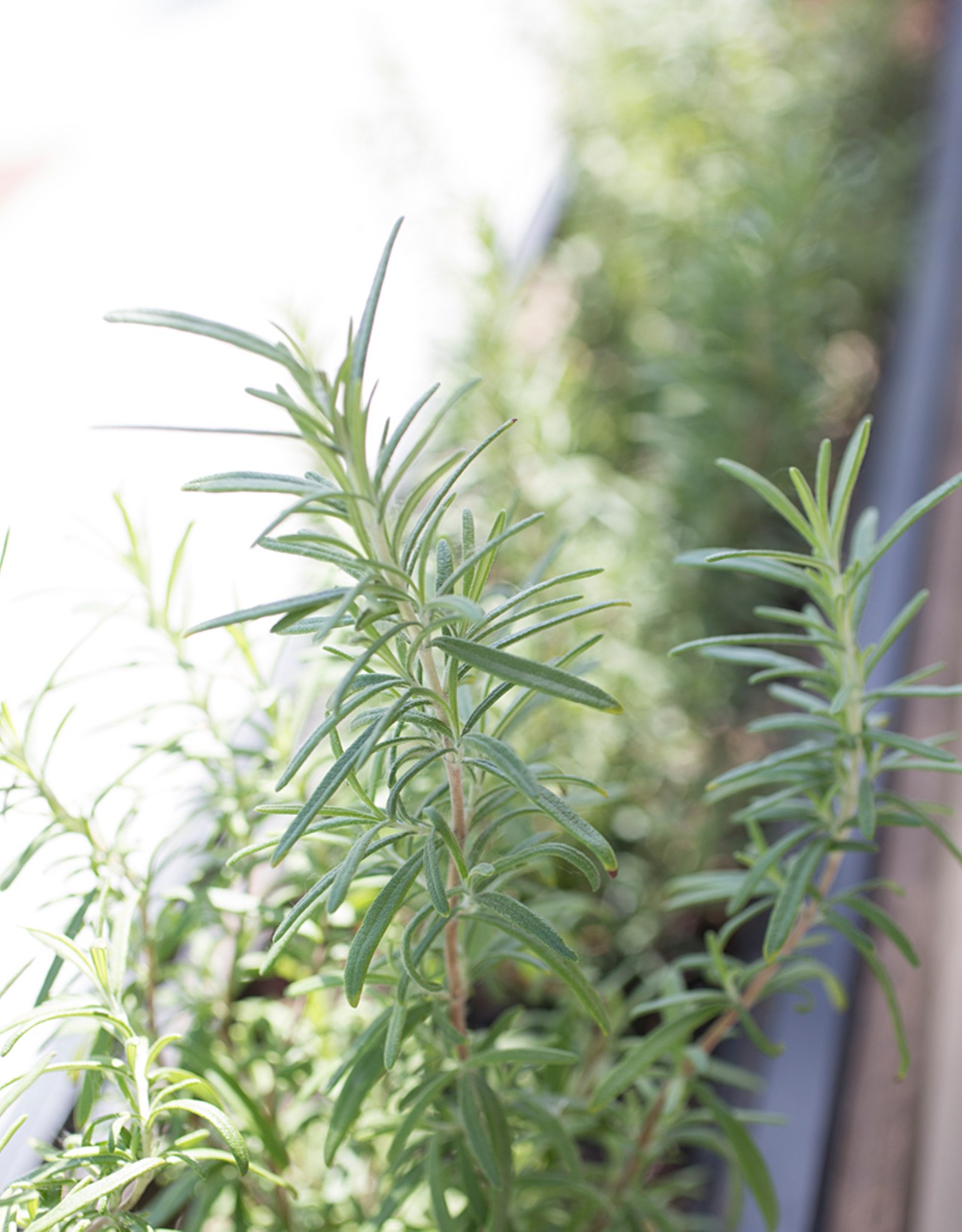 Rosemary grows in the planters surrounding the patio dining area.