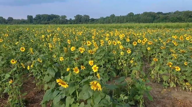 Instagram Famous Sunflower Field Blooms in St. Louis