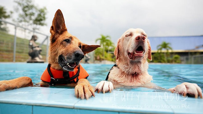 Doggies love a swim.