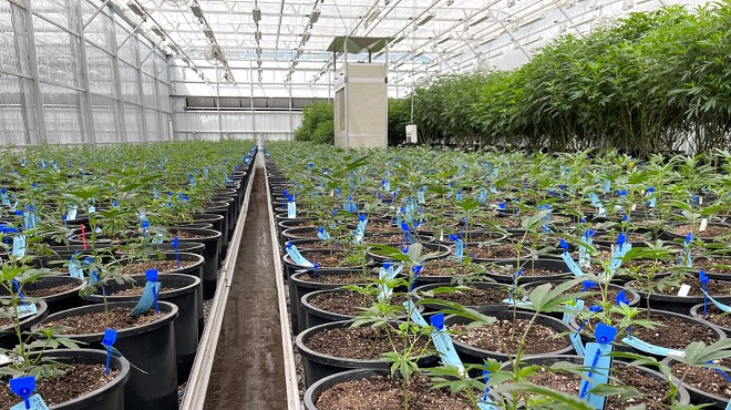 Cannabis growing.