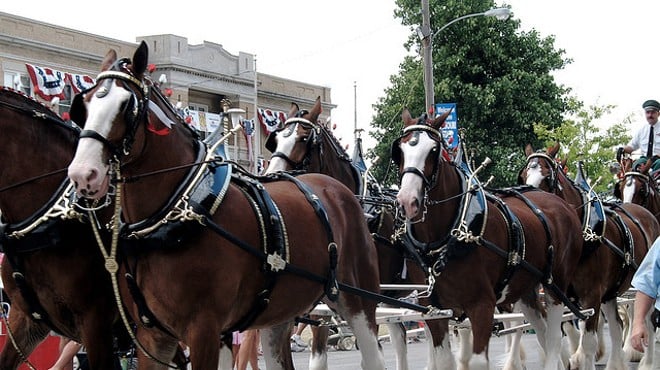 Budweiser Clydesdales were originally scheduled for showings in Springfield this week.