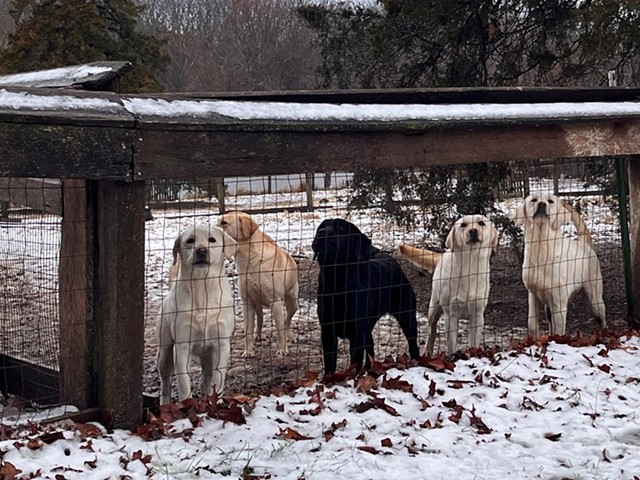 The Humane Society of Missouri’s Animal Cruelty Task Force rescues 95 Labrador Retrievers from the property of an unlicensed breeder in Phelps County on January 9.