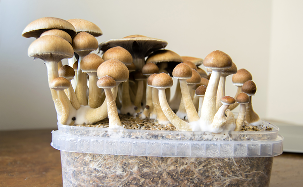 It's not the first effort to legalize mushrooms for therapeutic purposes in Missouri — but supporters hope it will be the last.