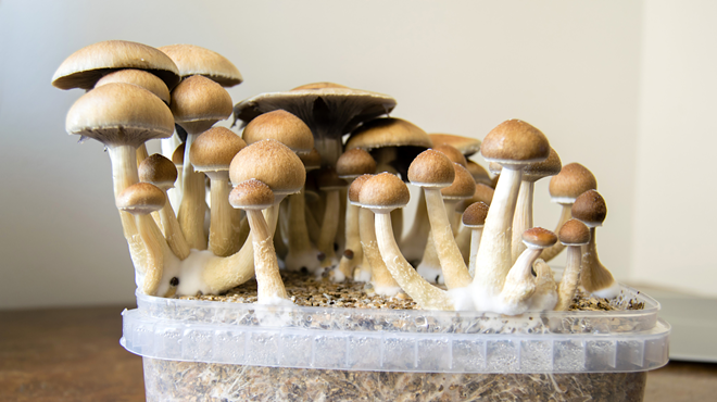 It's not the first effort to legalize mushrooms for therapeutic purposes in Missouri — but supporters hope it will be the last.