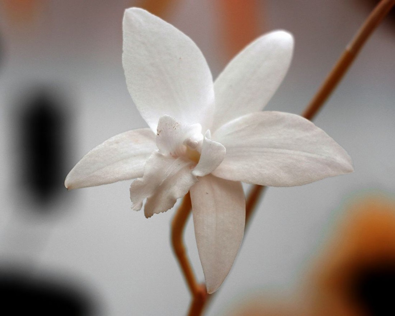 MoBOT's Orchids Look Gorgeous in New Photos