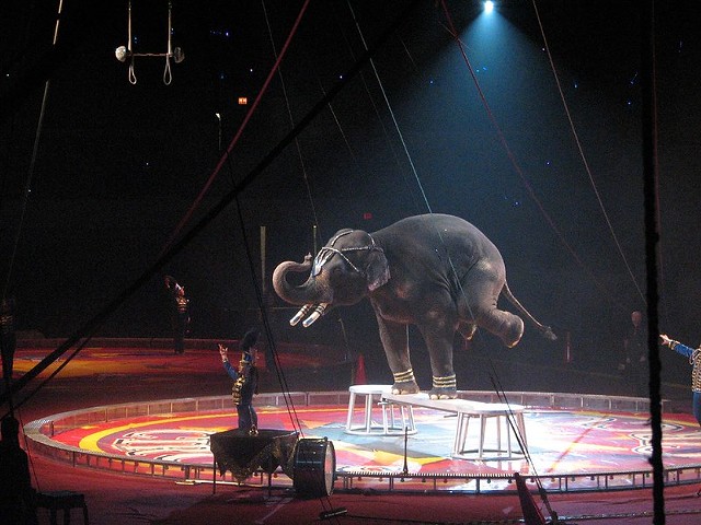 An elephant performs in a Shriners circus in 2007.