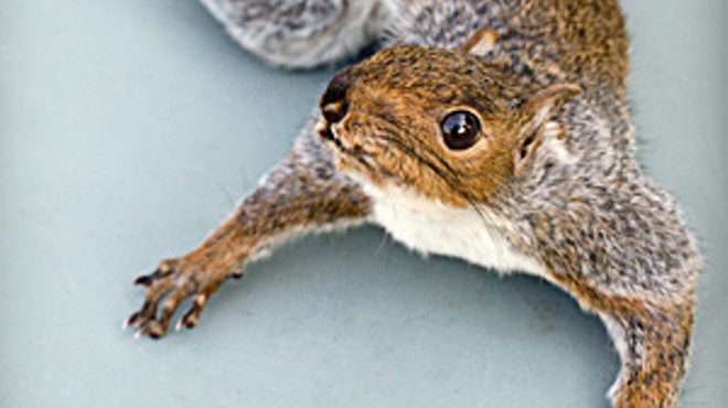 Mount My Squirrel! Local taxidermist Rick Nadeau has a lot of fun with his "little buddies"
