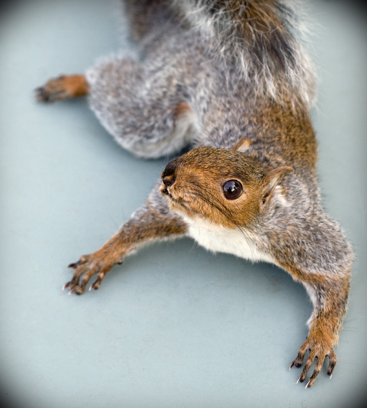 This squirrel can hang so it looks like it's crawling down your wall... nice.
