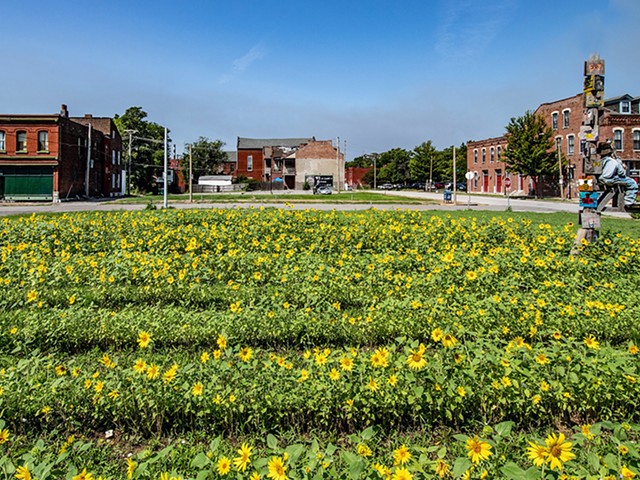 The Sunflower + Project is a community group that develops and beautifies vacant urban lots with sunflowers and winter wheat.