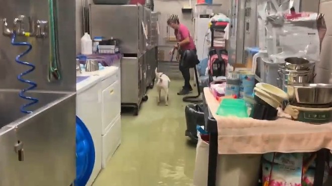 Stray Rescue of St. Louis' Shelter Floods, Needs Help Today