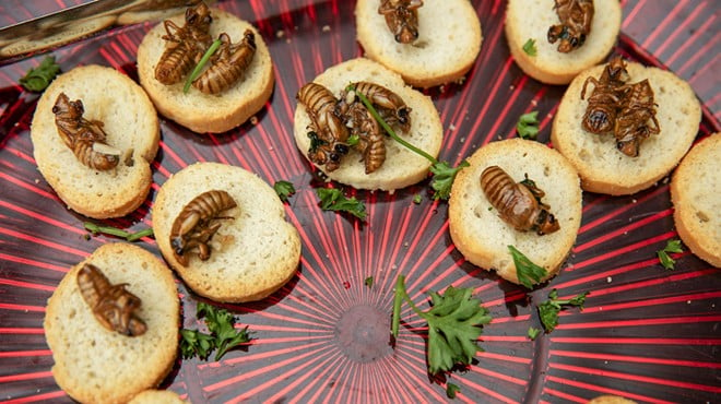 Cicada nymphs prepared as a scampi sit atop of slices of toast at Sophia M. Sachs Butterfly House in Chesterfield.
