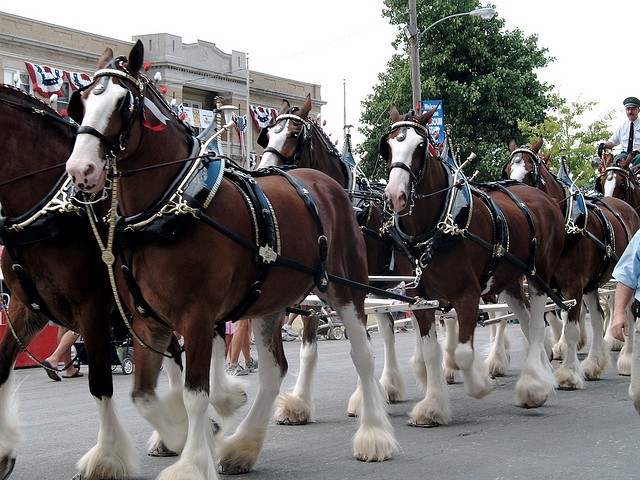 PETA says Budweiser's removal of Clydesdales’ tails causes pain and subjects the horses to disease.