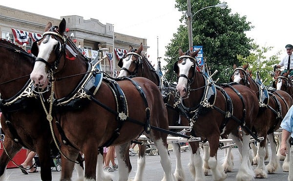 PETA says Budweiser's removal of Clydesdales’ tails causes pain and subjects the horses to disease.
