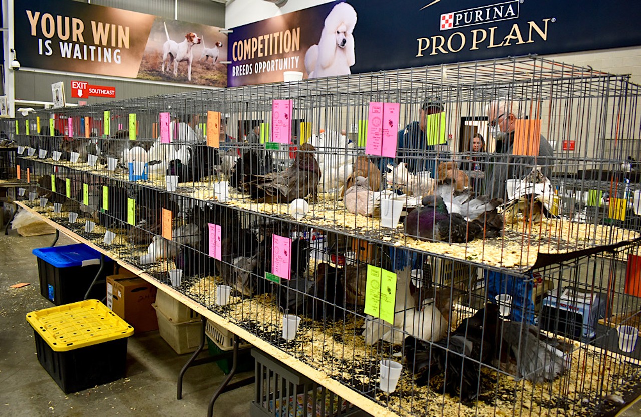 Pigeon Fanciers Came to Roost in St. Louis — and Cool Birds, Too