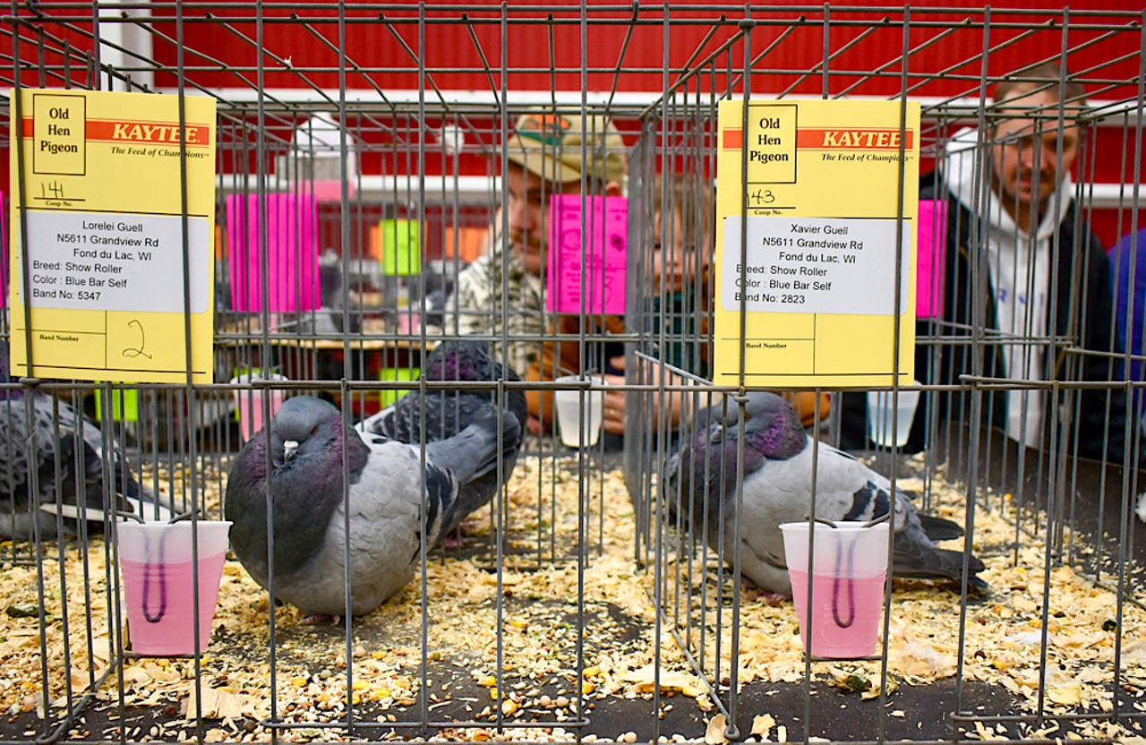 Pigeon Fanciers Came to Roost in St. Louis — and Cool Birds, Too