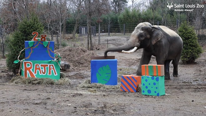 Raja the Elephant Just Had His 28th Birthday and, Yes, You're Old Now