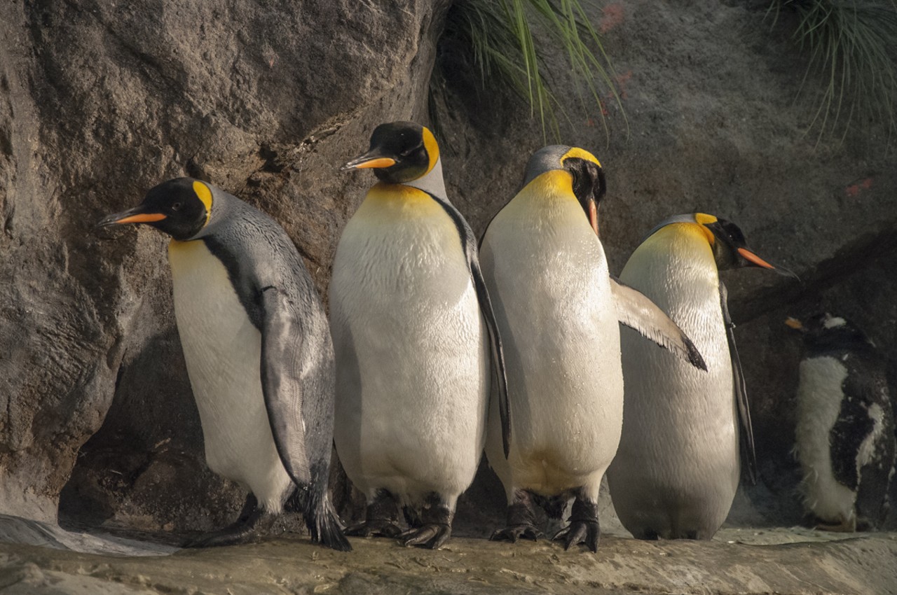 King penguins making themselves at home on the rocks.