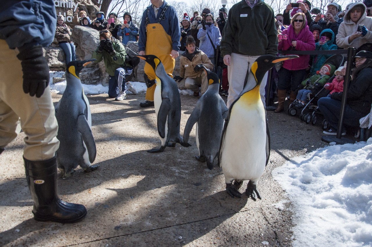 Penguins checking out the crowd.