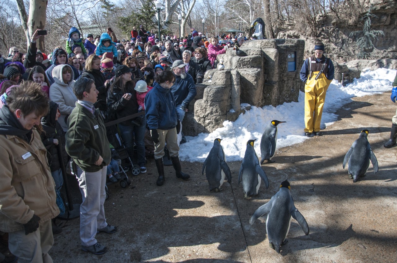 The penguins did some laps, but spent most of their time by the crowd barrier.