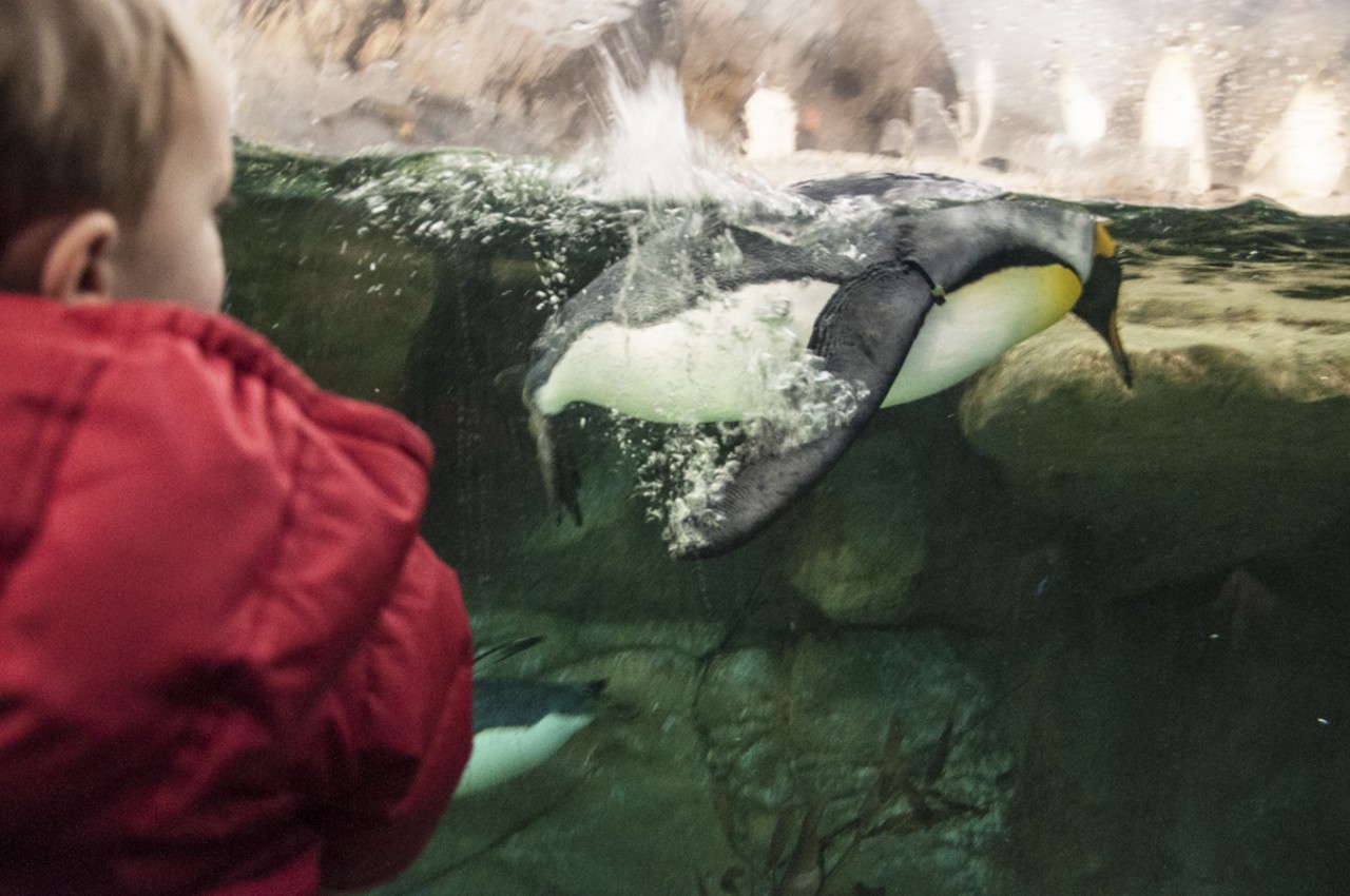 A child admiring a king penguin's swimming form.