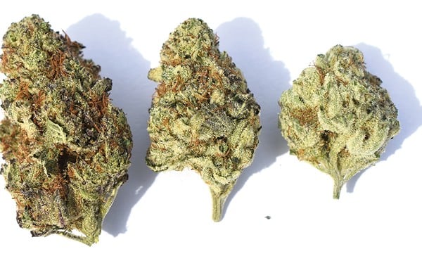 Gelato is one of the more celebrated cannabis strains.